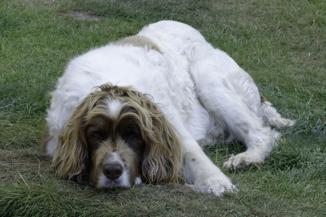 20160722 164525  Wimborne St Giles, Dorset, UK